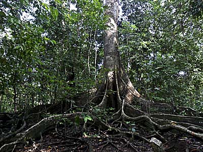 Ficus - Jungle Tree by Asienreisender